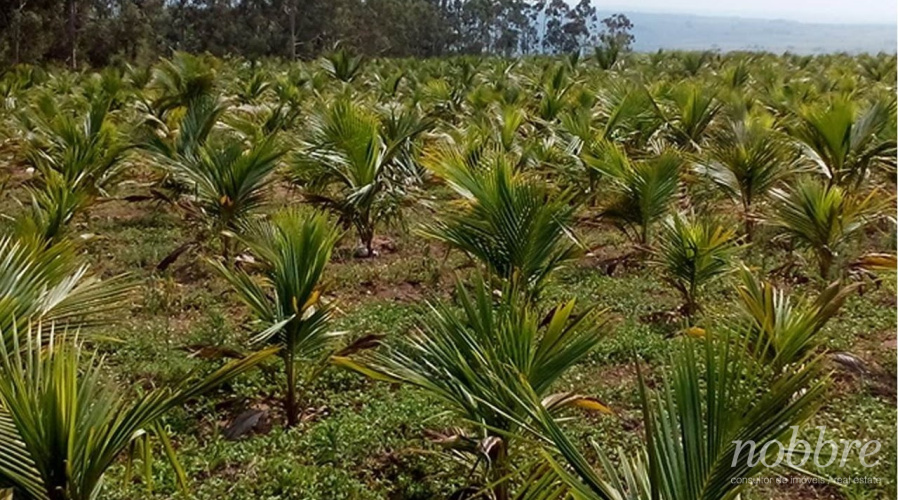 Fazenda de coco para vender no Ceará. 120 hectares.